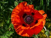 Große rote Mohnblüte